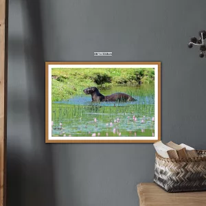 Otter basking in the sun in the pond, near to Cleator Moor, Cumbria - A3 Print in wooden frame