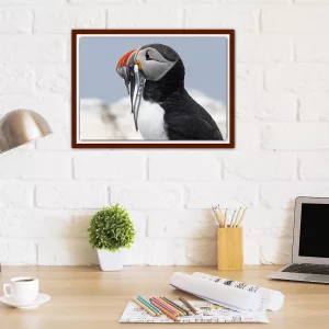 Puffin with a mouthful of sand eels , The Farne Isles - A3 Print in a wooden frame