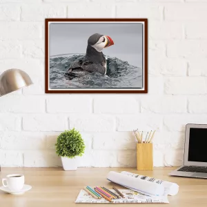 Puffin swimming off the Farne Isles - A3 Print in Wooden frame