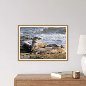 Grey Seals in West Cumbria- Framed A3 Print in Wooden Frame