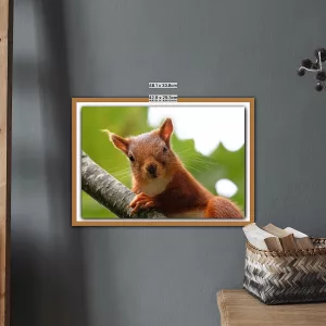 Red Squirrel in Cumbria - A3 print in wooden Fram