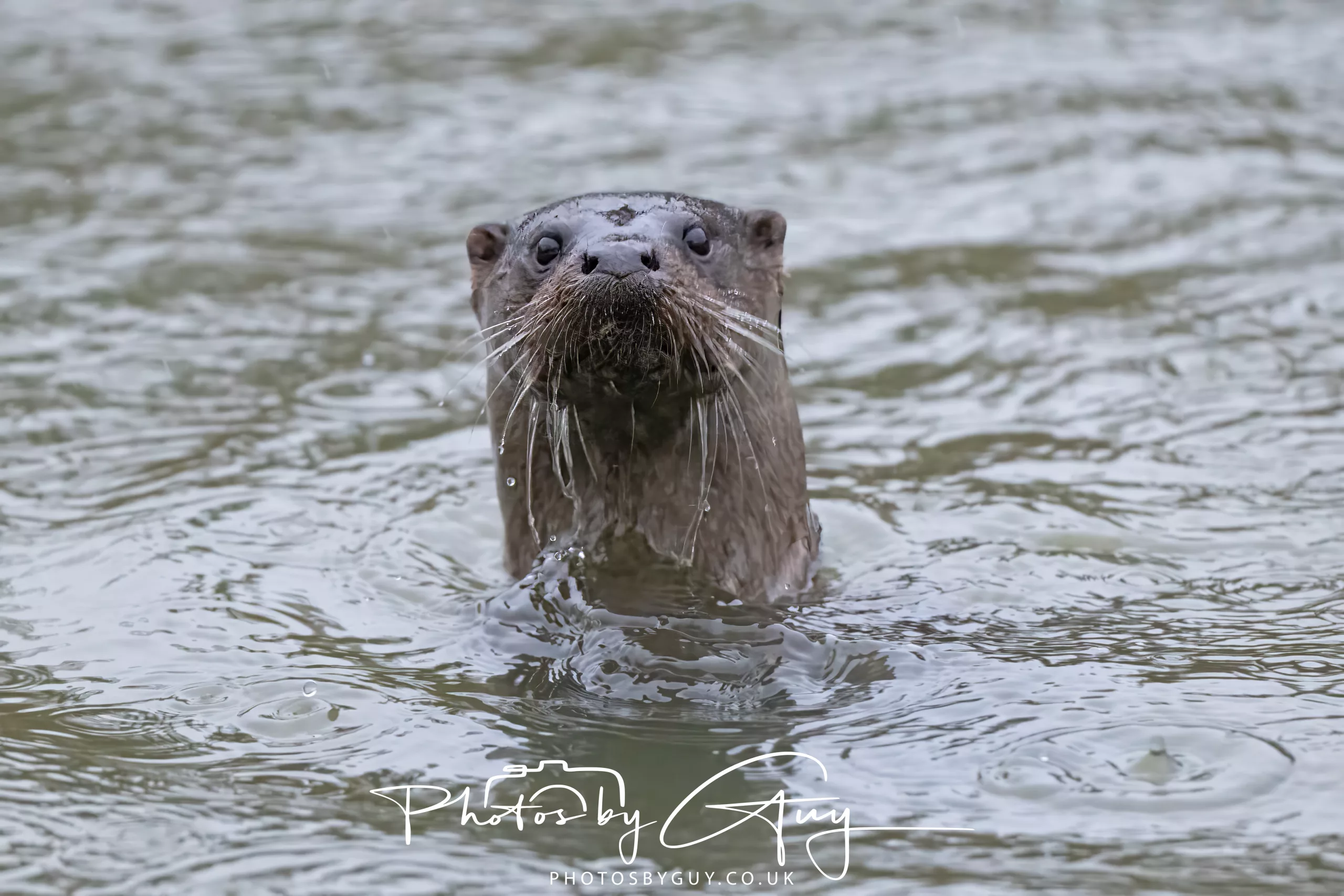 08 Feb 2026 – West Cumbria, early morning ,torrential rain but a pair of Otters in a new location !