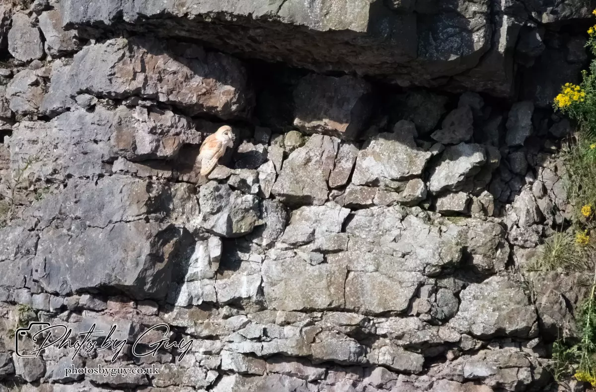 6 August 2024 : Barn Owl with chicks in West Cumbria