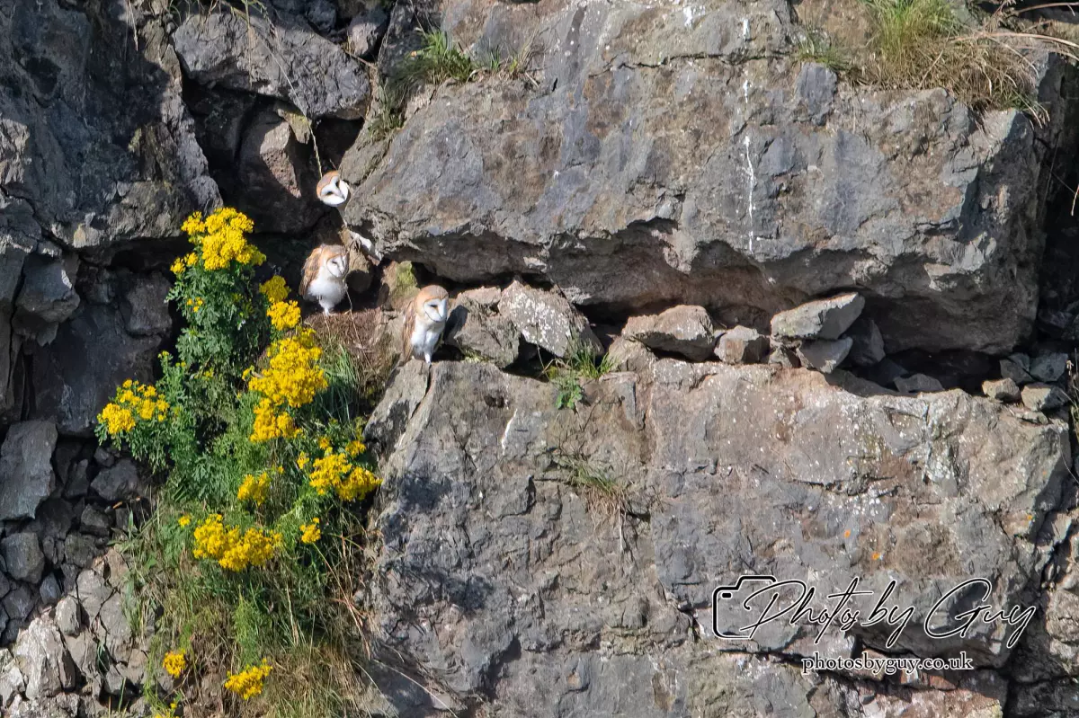 6 August 2024 : Barn Owl with chicks in West Cumbria