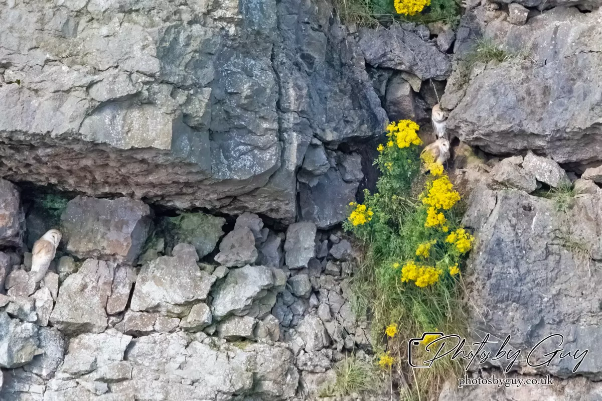 6 August 2024 : Barn Owl with chicks in West Cumbria