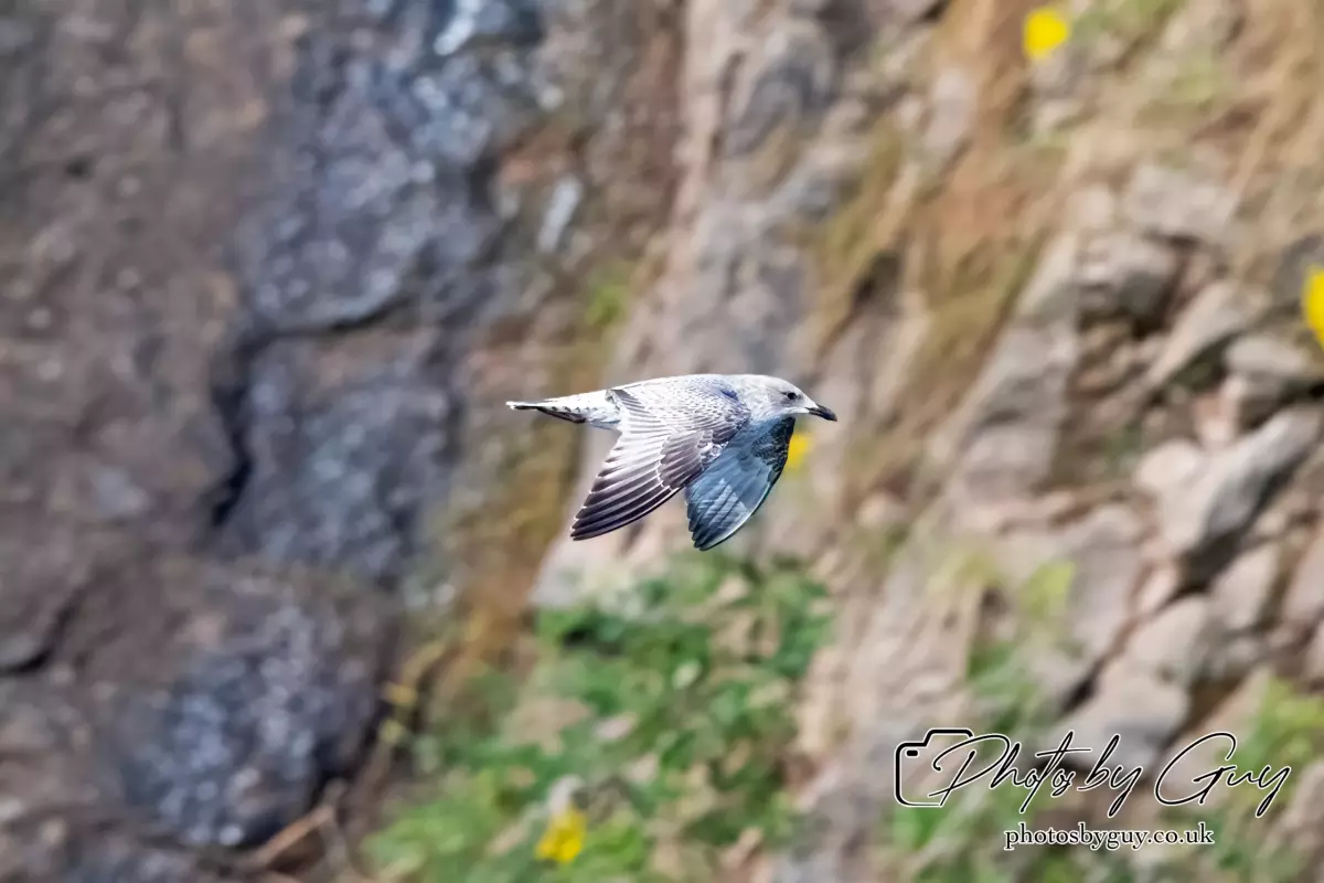 6 August 2024 :Lesser Black Backed Gull Juvinile