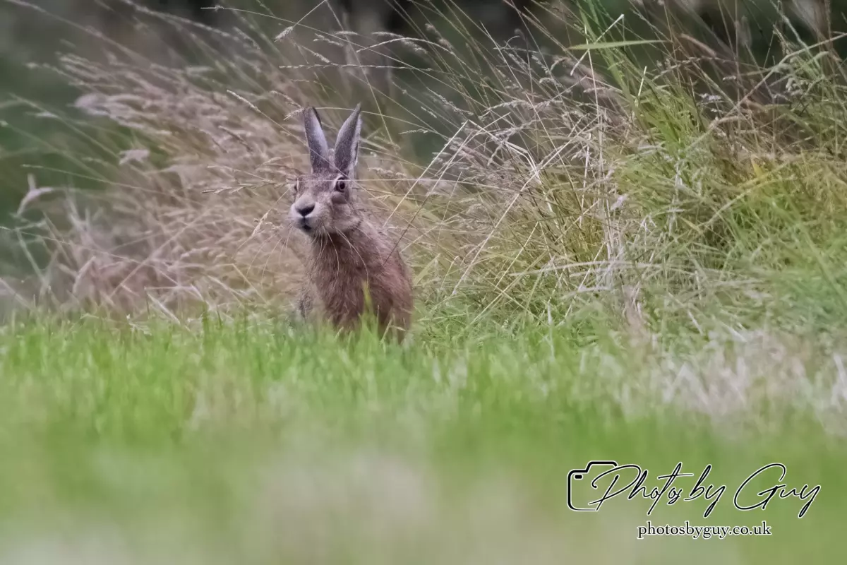 7 Aug 2024 : Brown Hare, West Cumbria