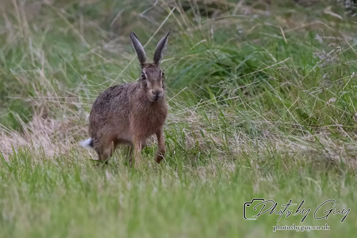 7 Aug 2024 : Brown Hare, West Cumbria