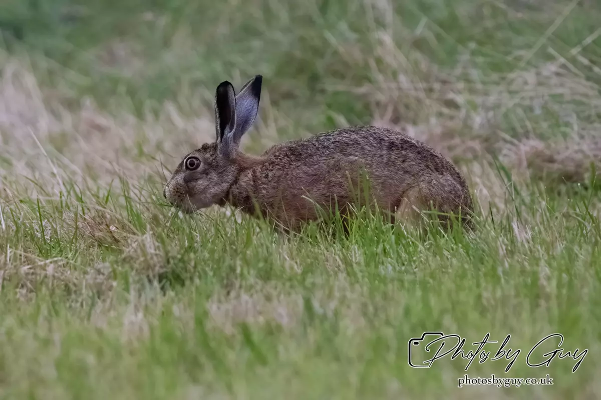 7 Aug 2024 : Brown Hare, West Cumbria