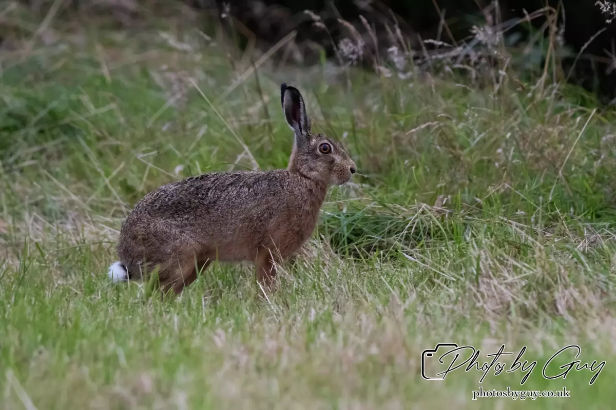 7 Aug 2024 : Brown Hare, West Cumbria