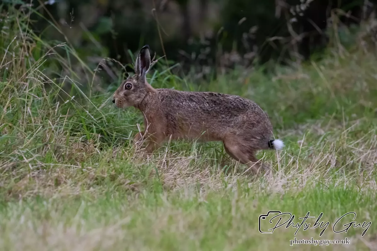 7 Aug 2024 : Brown Hare, West Cumbria