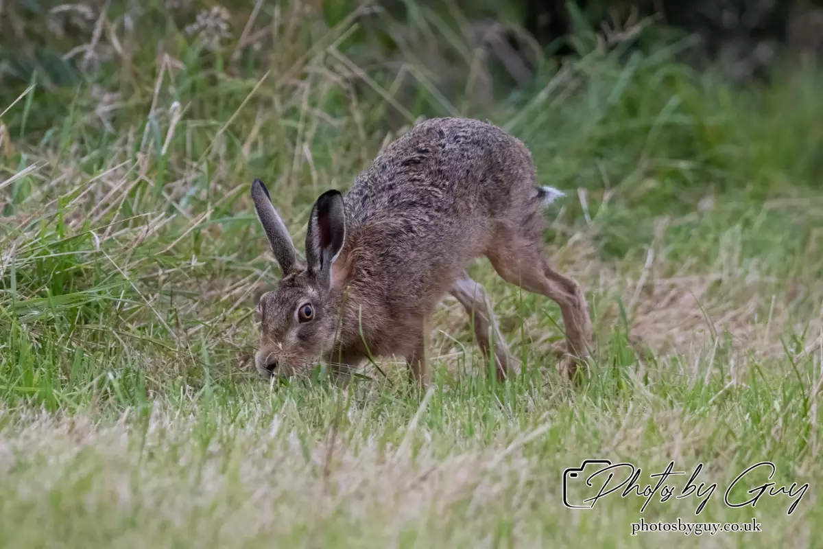 7 Aug 2024 : Brown Hare, West Cumbria