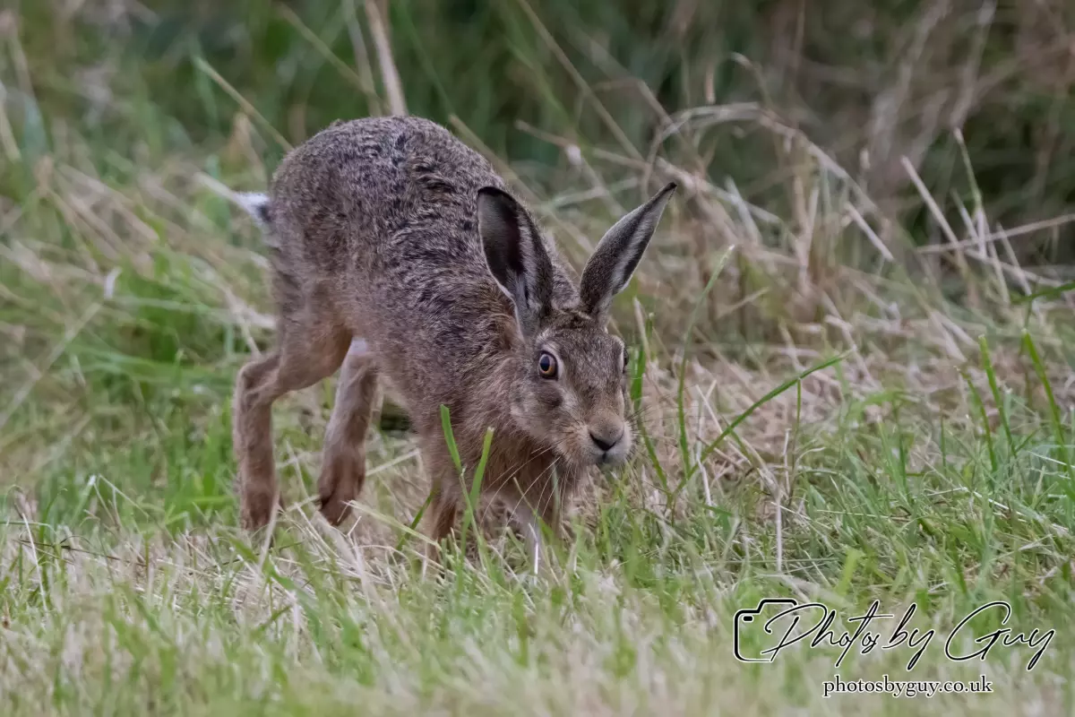 7 Aug 2024 : Brown Hare, West Cumbria