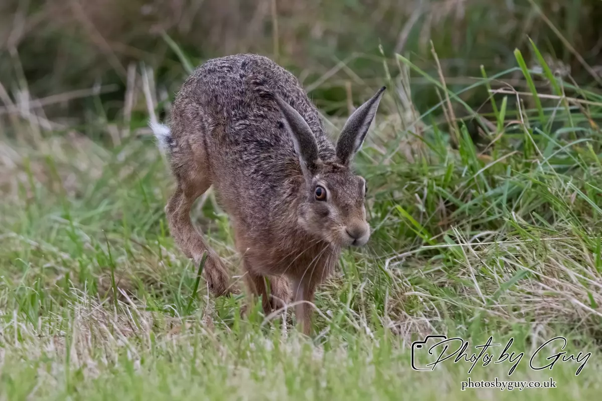 7 Aug 2024 : Brown Hare, West Cumbria