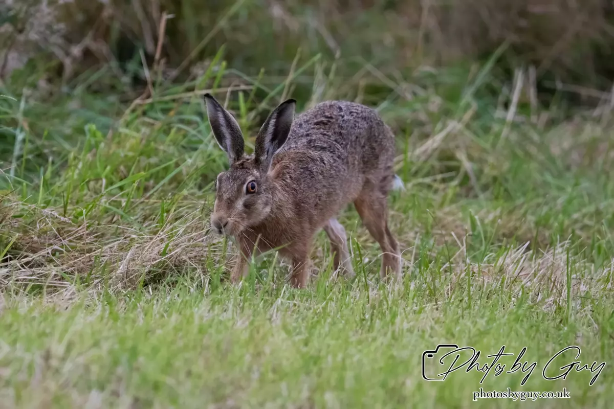 7 Aug 2024 : Brown Hare, West Cumbria