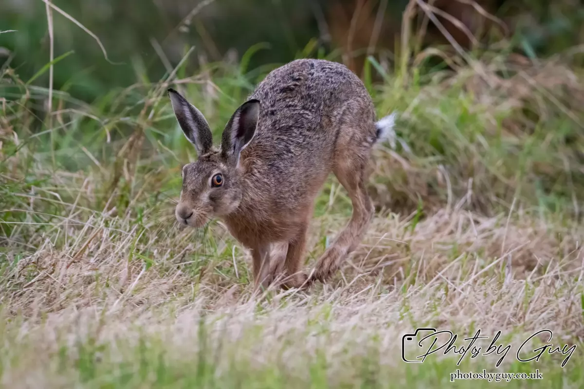 7 Aug 2024 : Brown Hare, West Cumbria