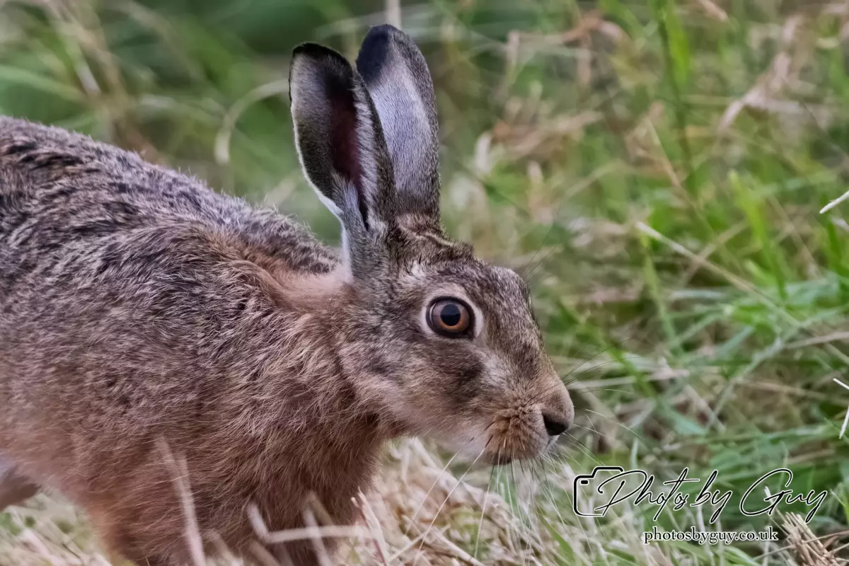 7 Aug 2024 : Brown Hare, West Cumbria
