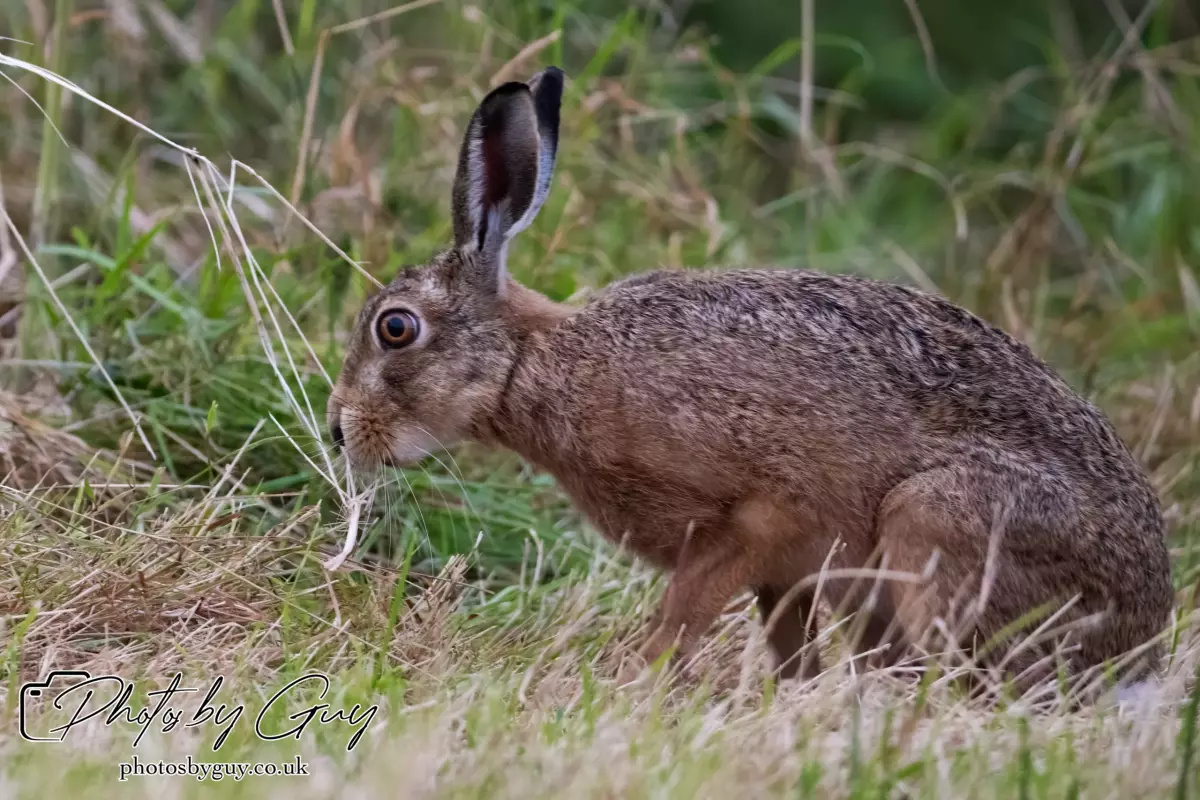 7 Aug 2024 : Brown Hare, West Cumbria