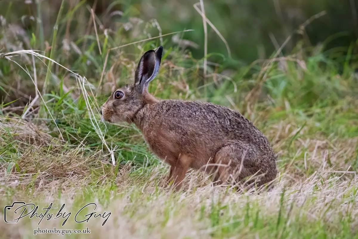 7 Aug 2024 : Brown Hare, West Cumbria