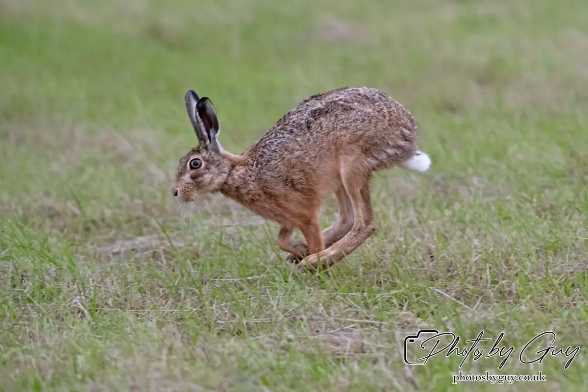 7 Aug 2024 : Brown Hare, West Cumbria