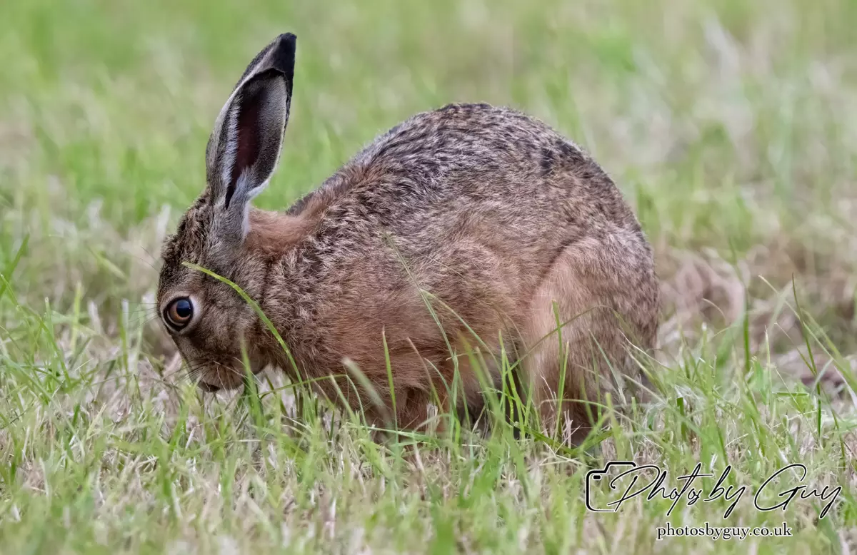 7 Aug 2024 : Brown Hare, West Cumbria