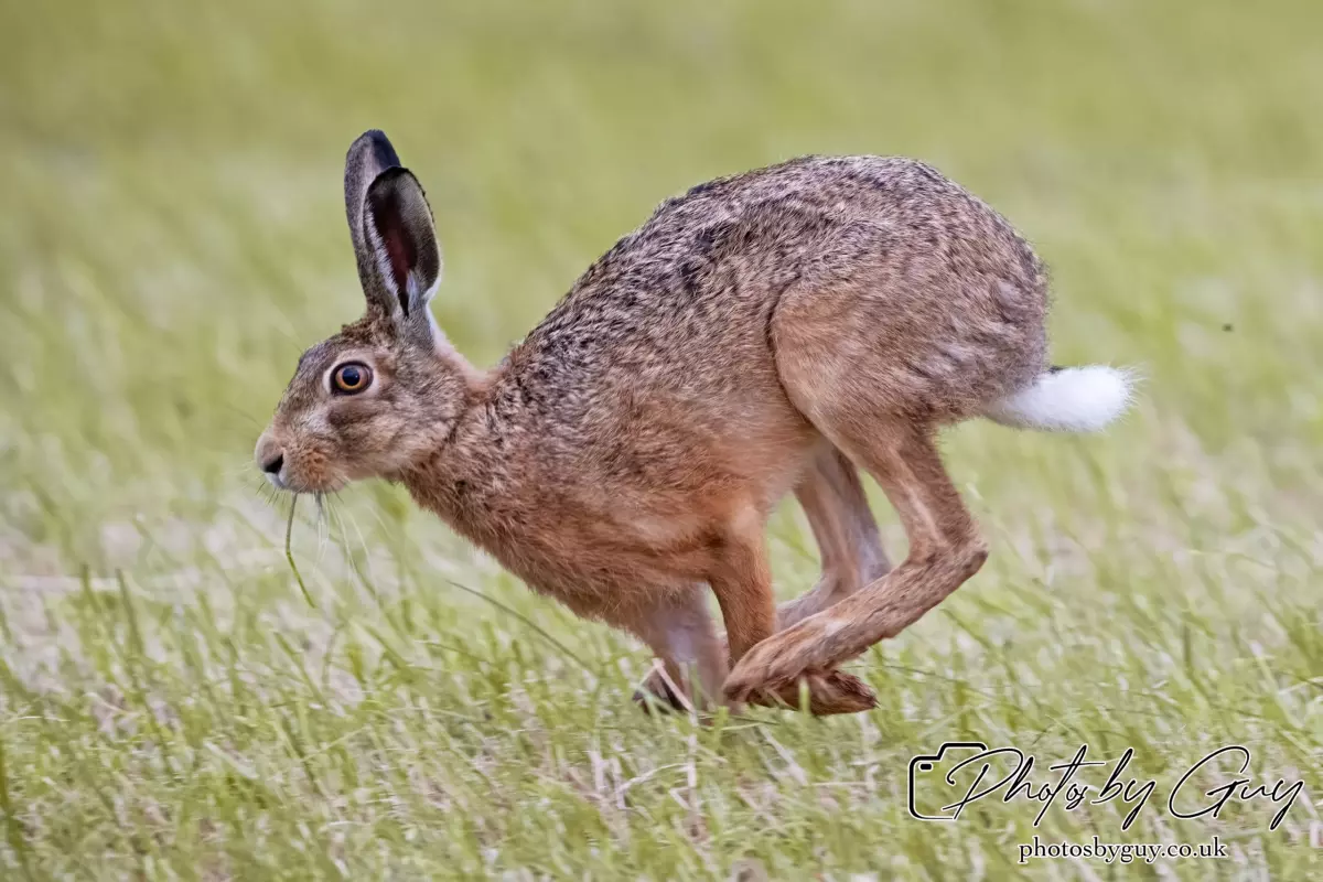 7 Aug 2024 : Brown Hare, West Cumbria