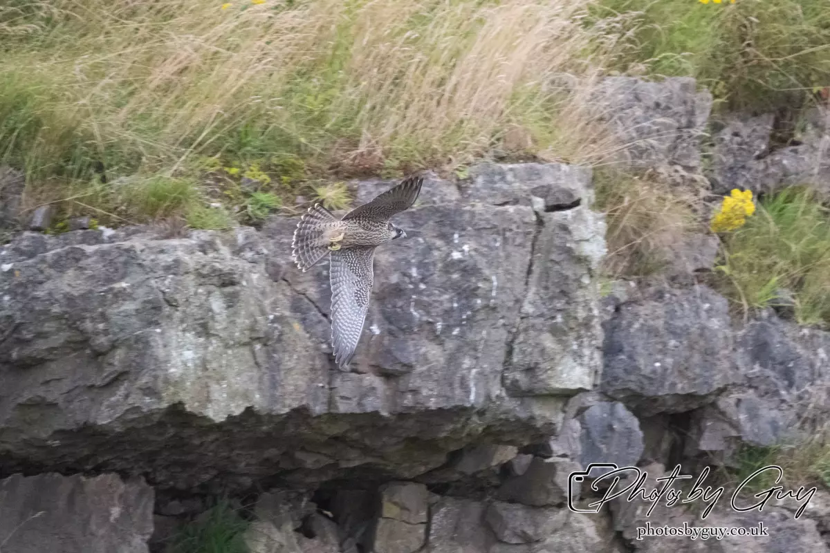 11 August 2024 : Peregrine Falcon West Cumbria