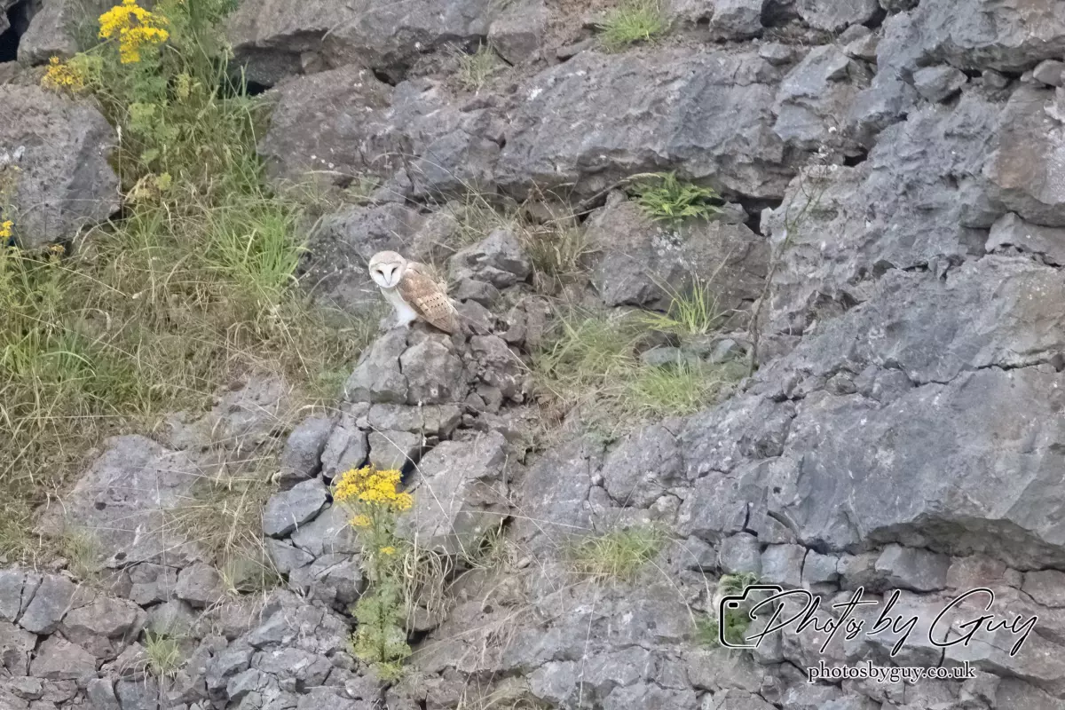 11 August 2024 : Barn Owl West Cumbria