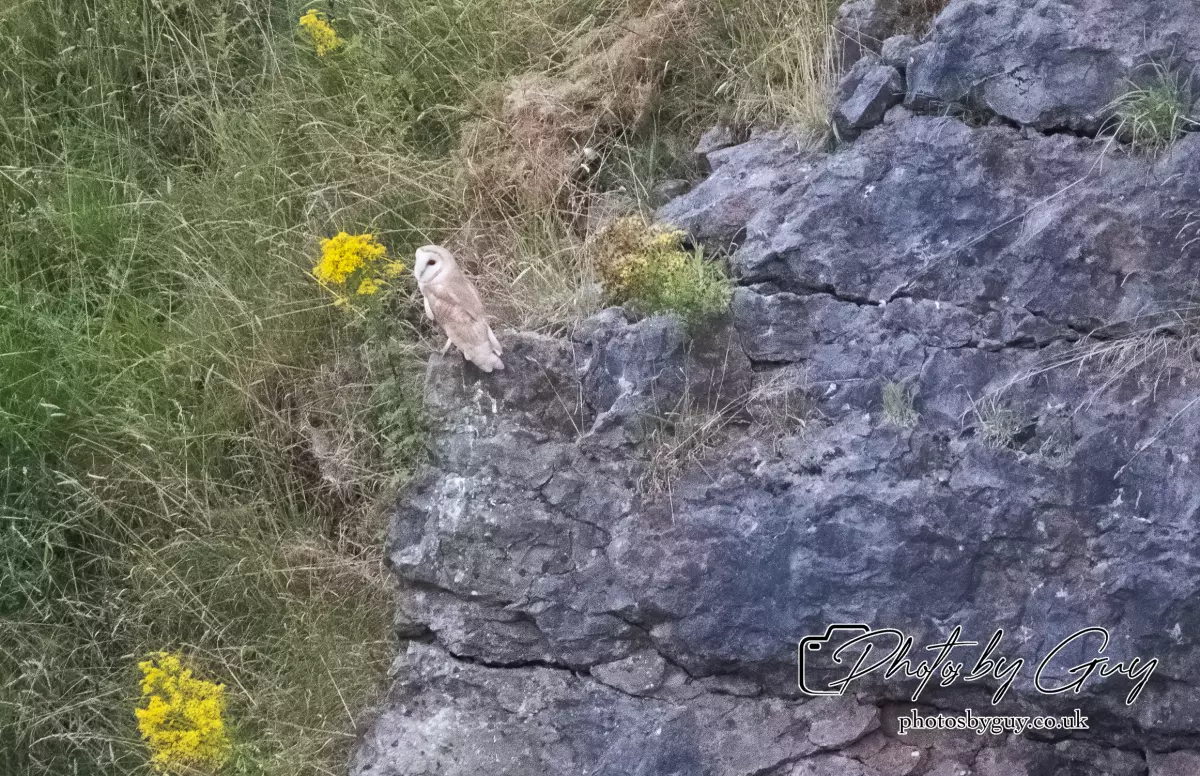 11 August 2024 : Barn Owl West Cumbria