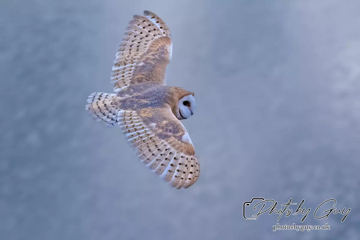 11 August 2024 : Barn Owl West Cumbria