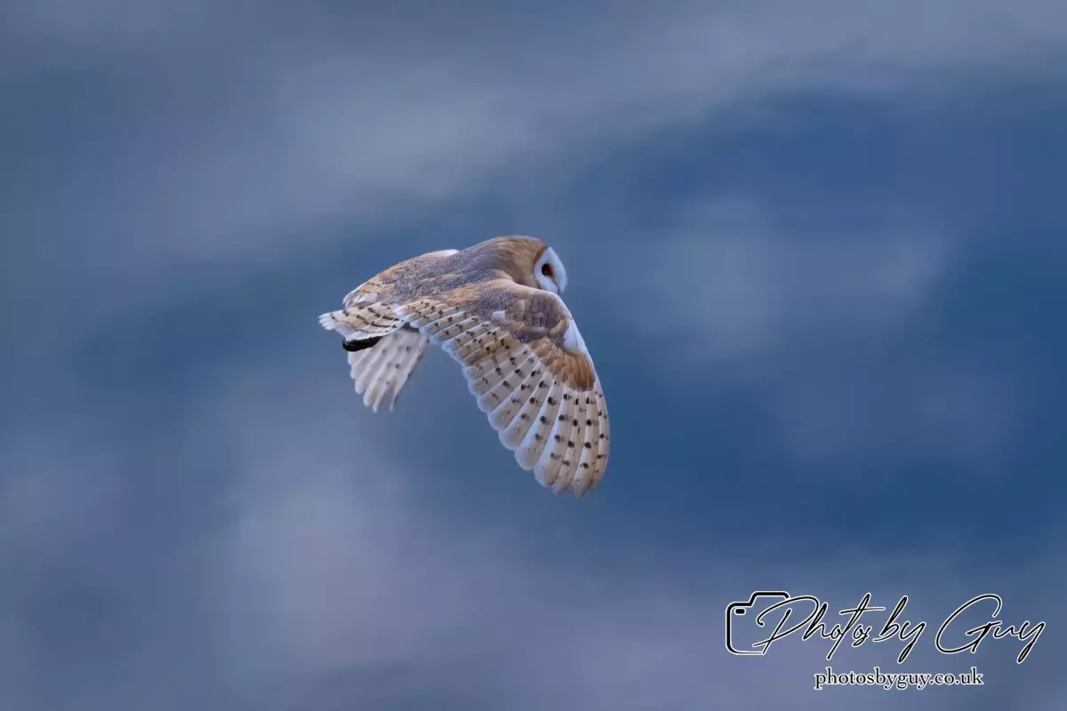 11 August 2024 : Barn Owl West Cumbria