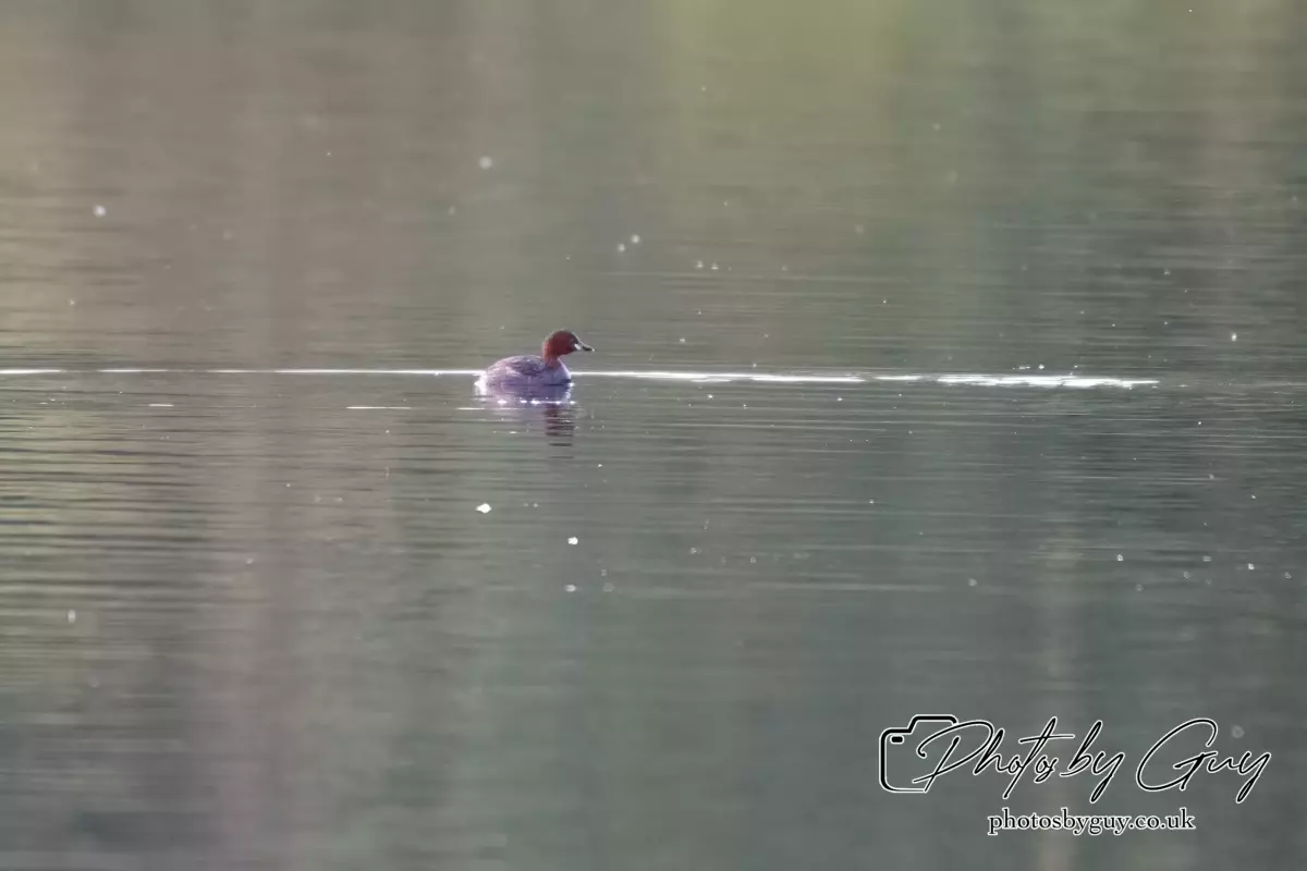 11 August 2024 :Little Grebe ( Dabchick ) West Cumbria