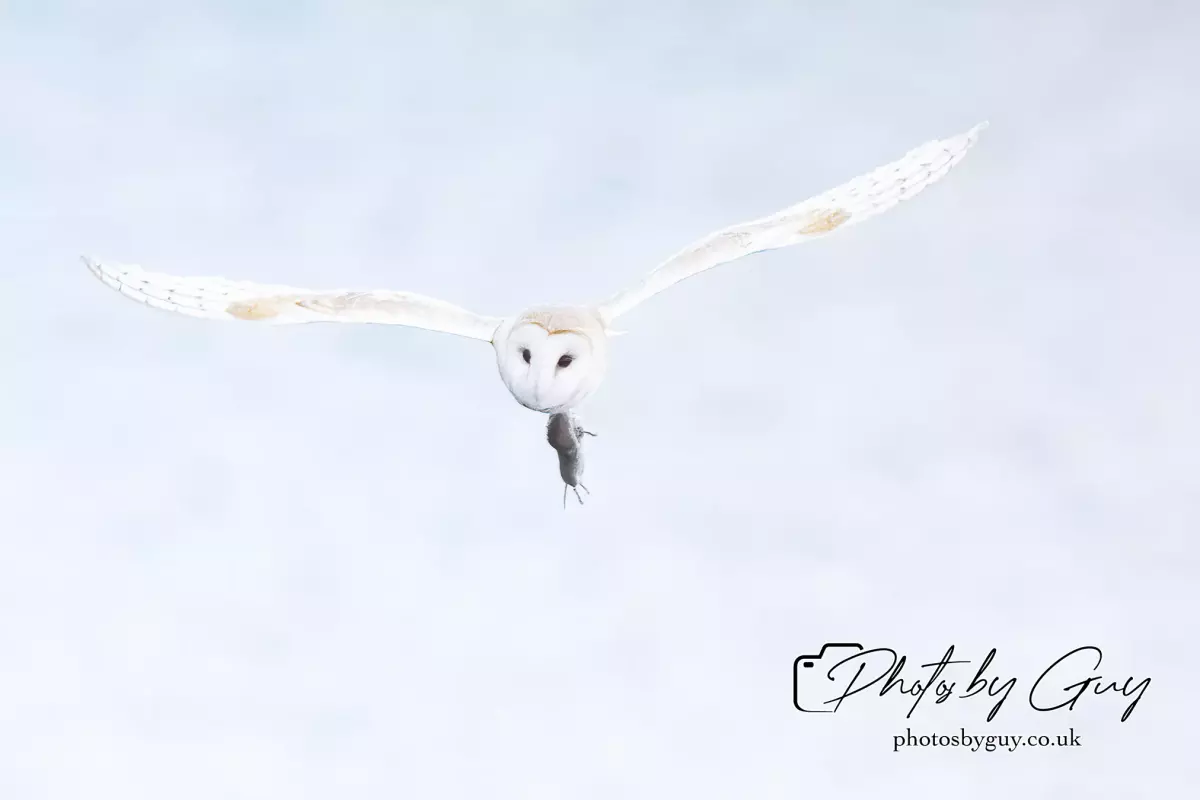 12 August 2024 : Barn Owl West Cumbria