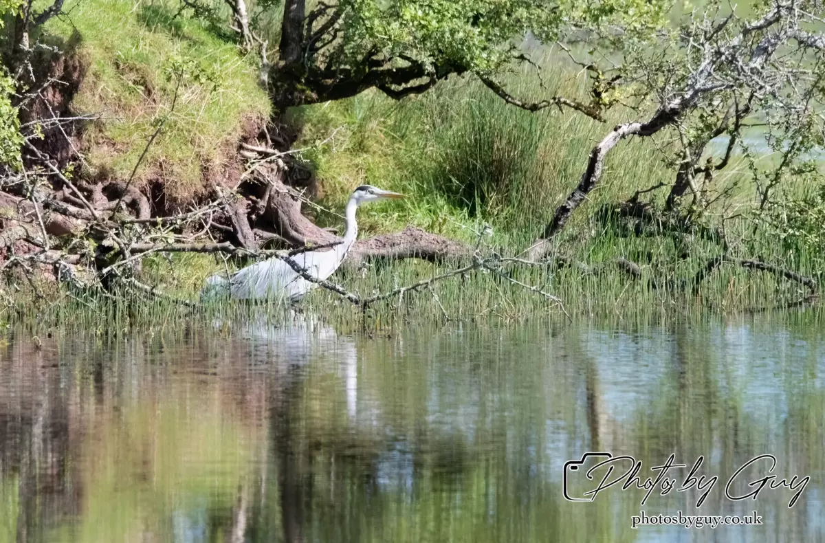 14 August 2024 : Grey Heron West Cumbria