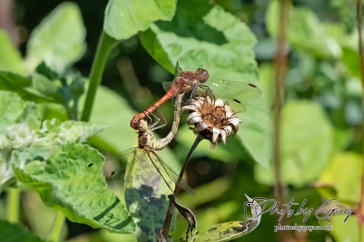14 August 2024 : Common Darters breeding West Cumbria