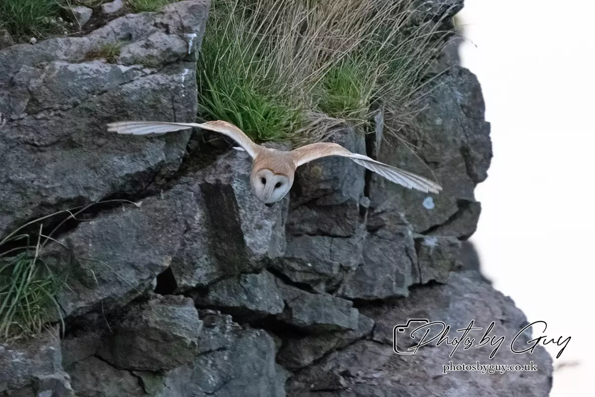 14 August 2024 : Barn Owl West Cumbria