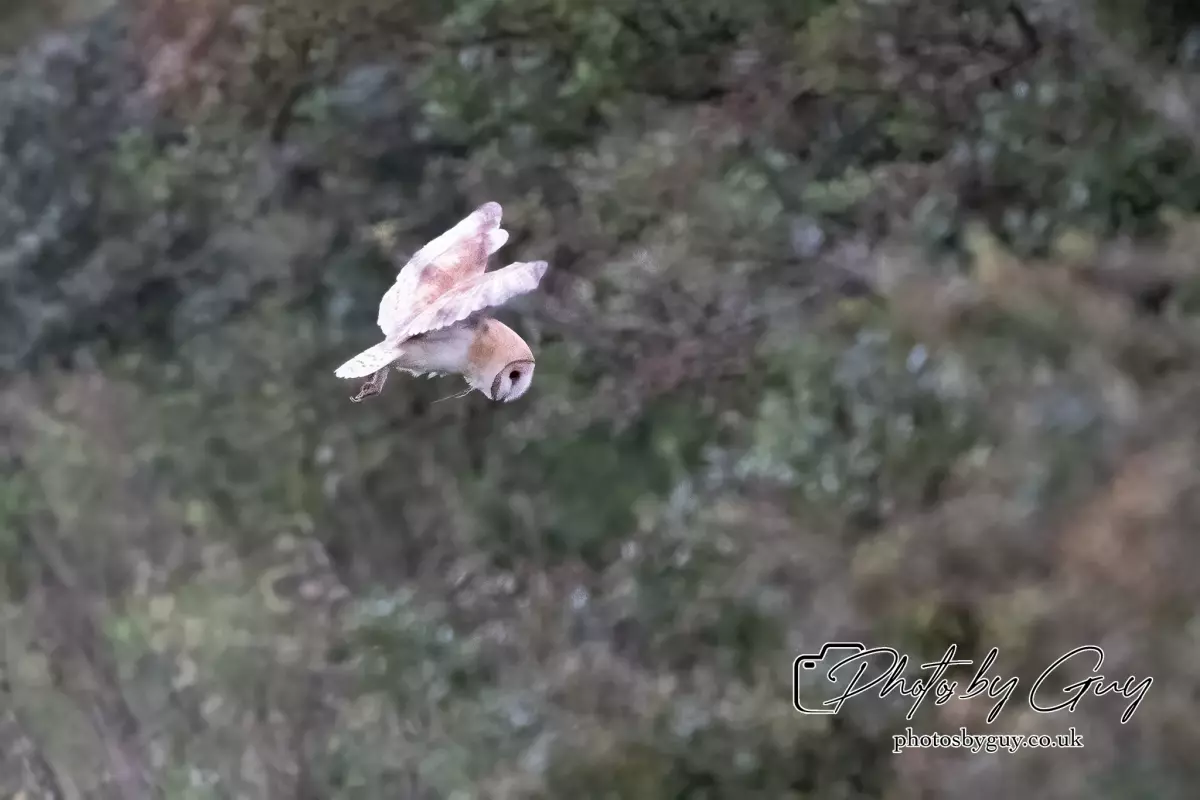 14 August 2024 : Barn Owl West Cumbria