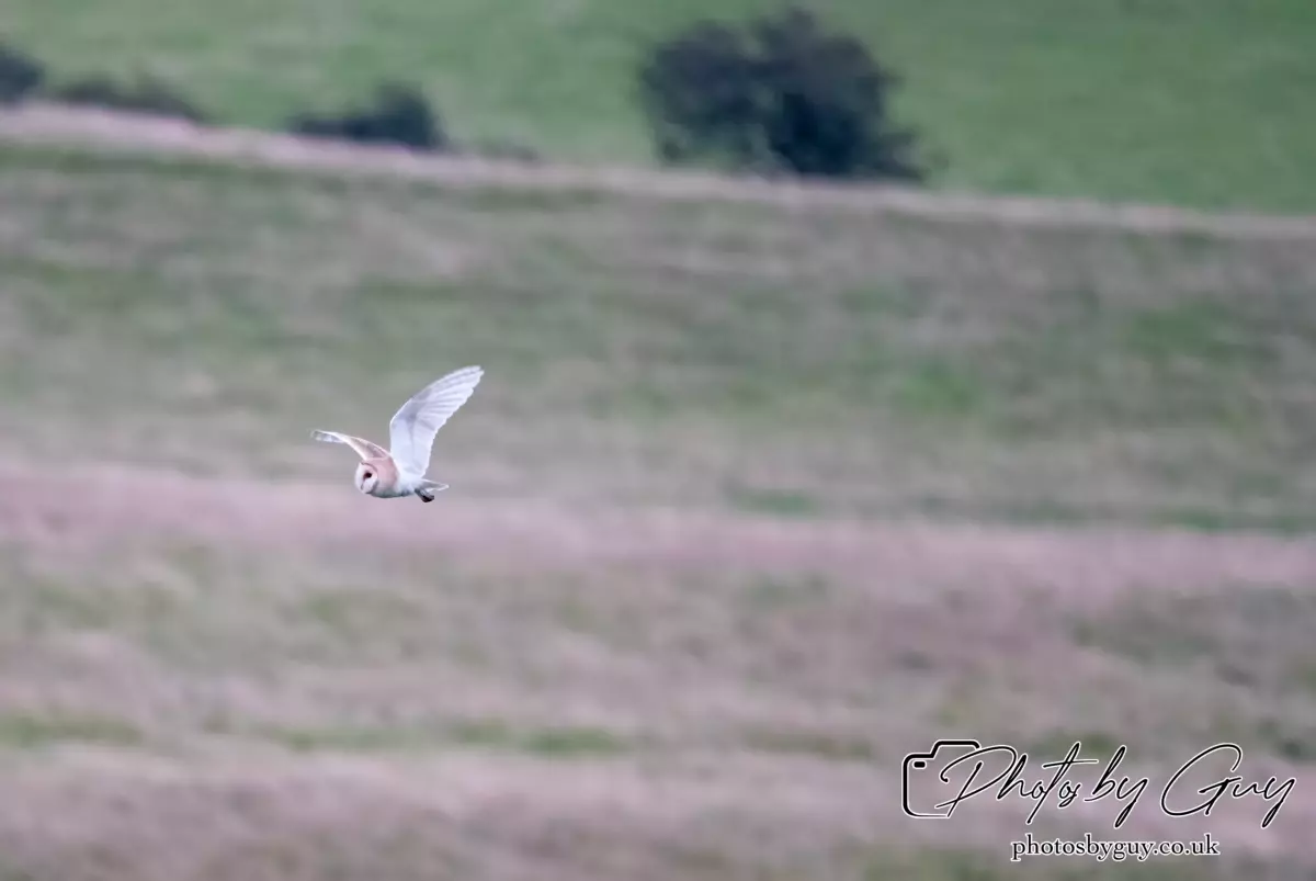 15 August 2024 : Barn Owl in flight Cumbria