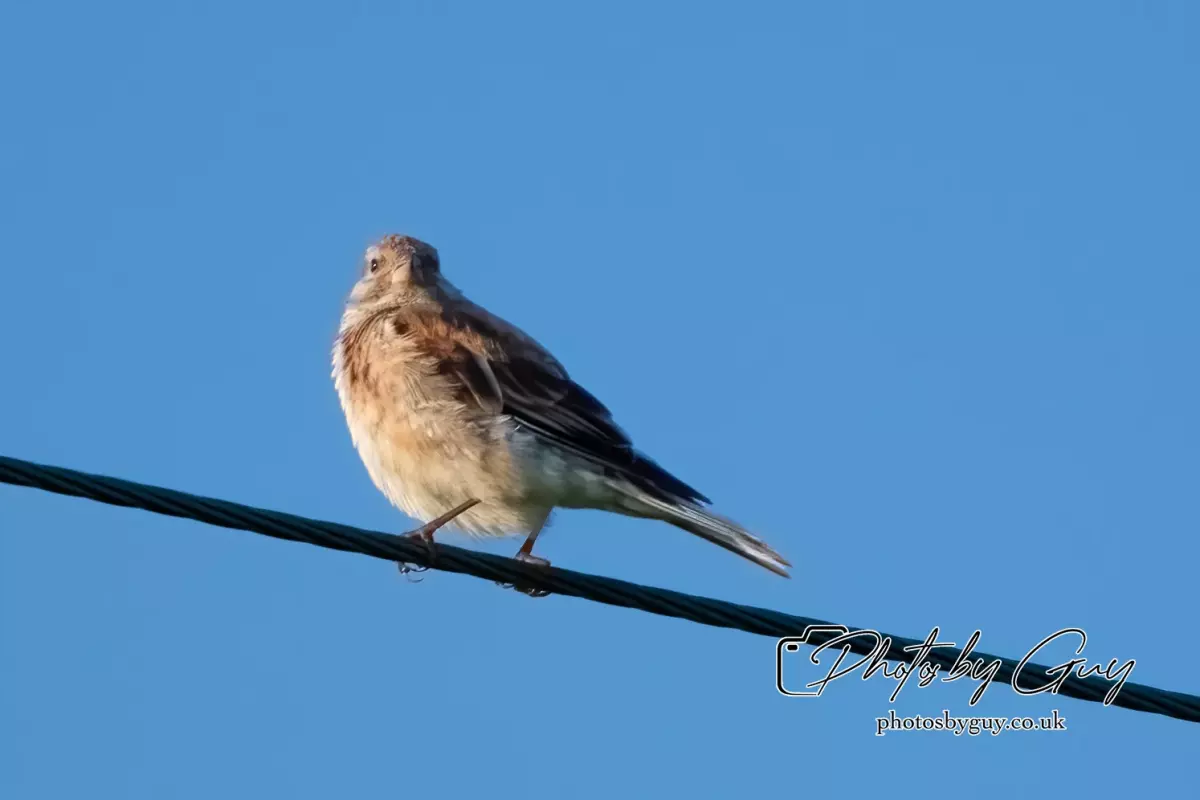20 August 2024 : Linnet, Parkside, Cleator Moor, Cumbria