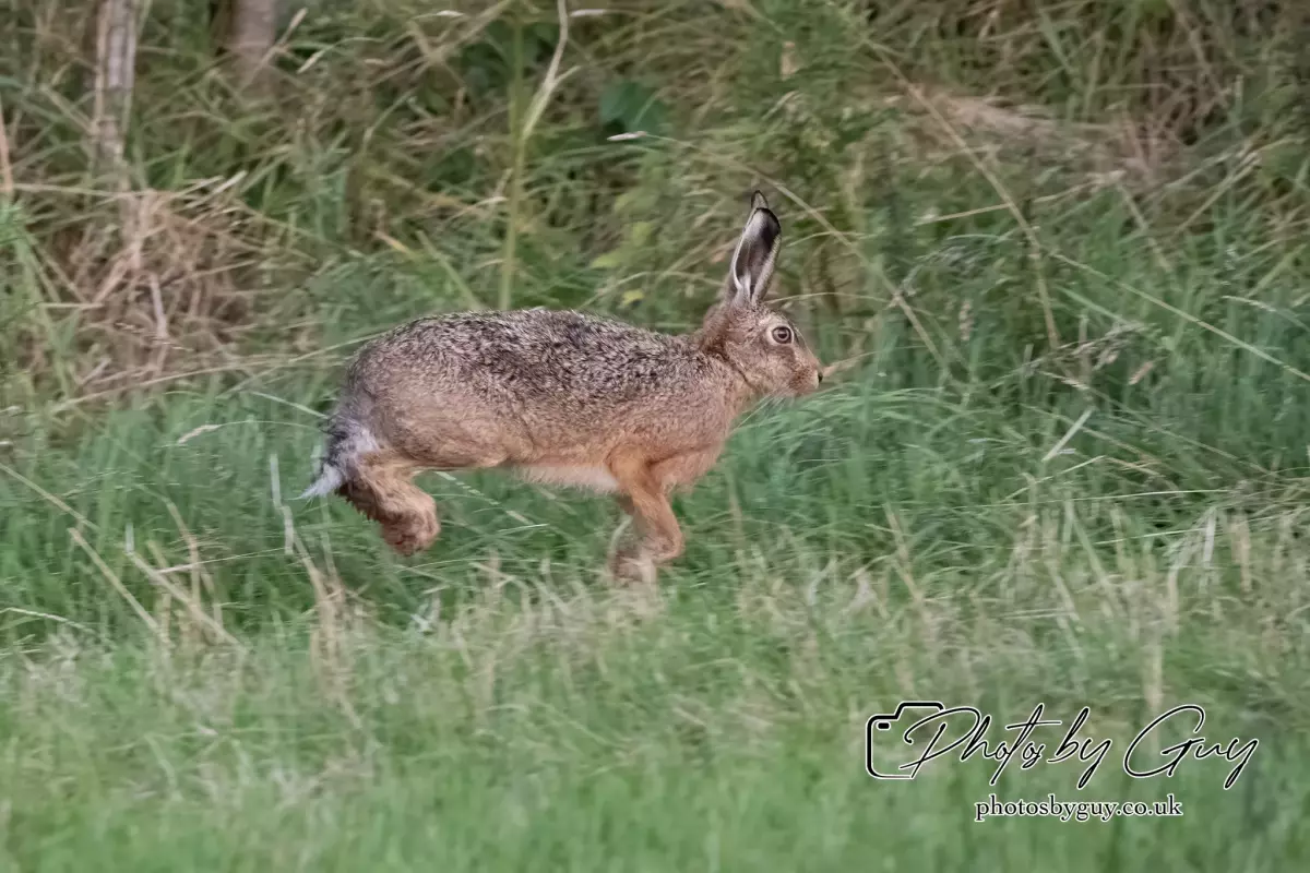 15 August 2024 : Hare , Cumbria