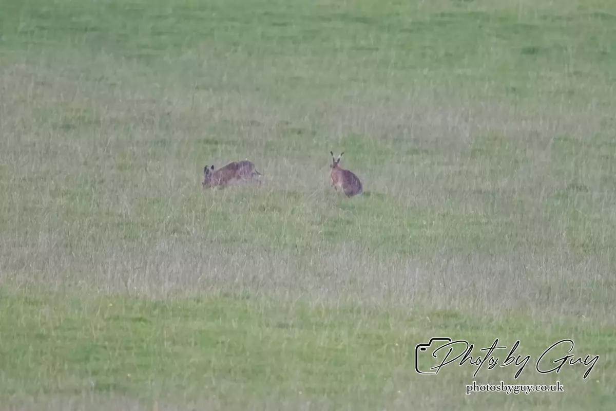 18 August 2024 : haresCumbria