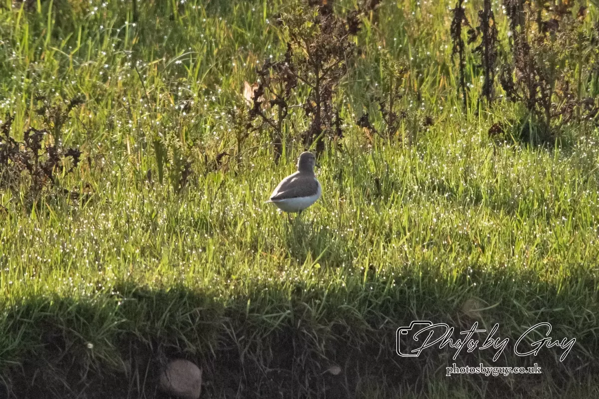 4 Sept 2024 : Common Sandpiper, Parkside, Cumbria