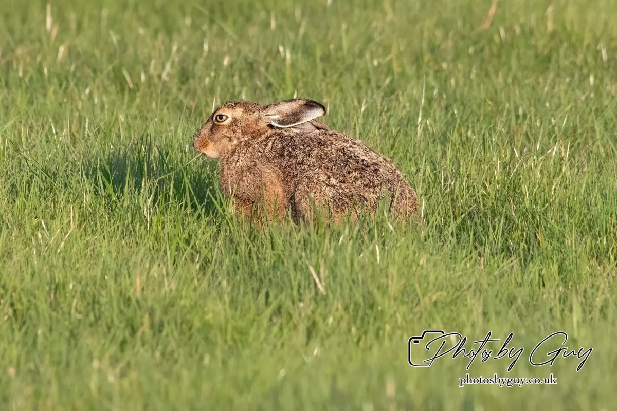 4 September 2024 : Hare West Cumbria