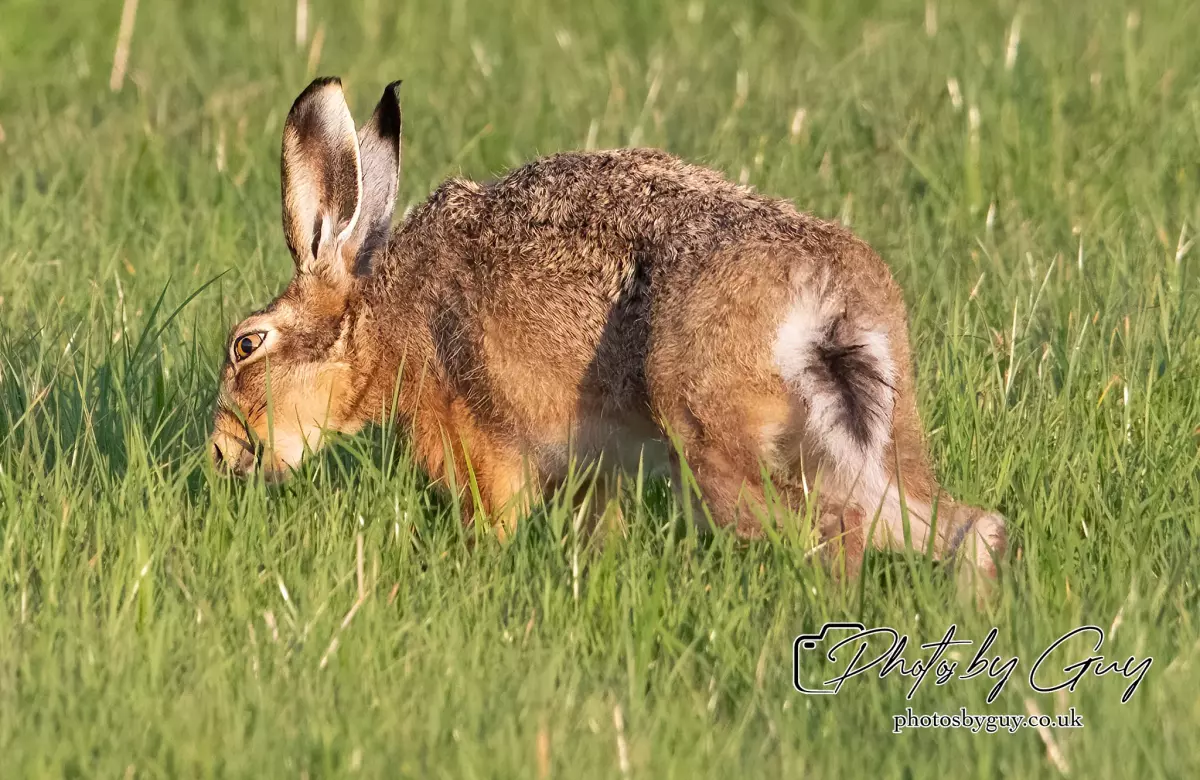 4 September 2024 : Hare West Cumbria