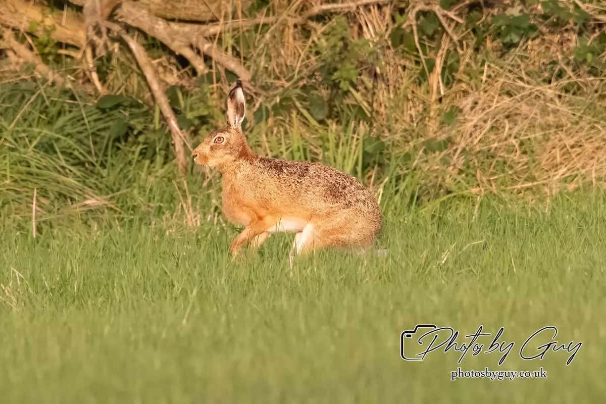 4 September 2024 : Hare West Cumbria