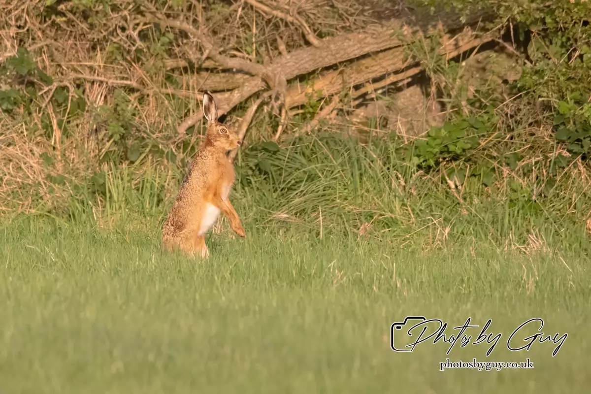 4 September 2024 : Hare West Cumbria