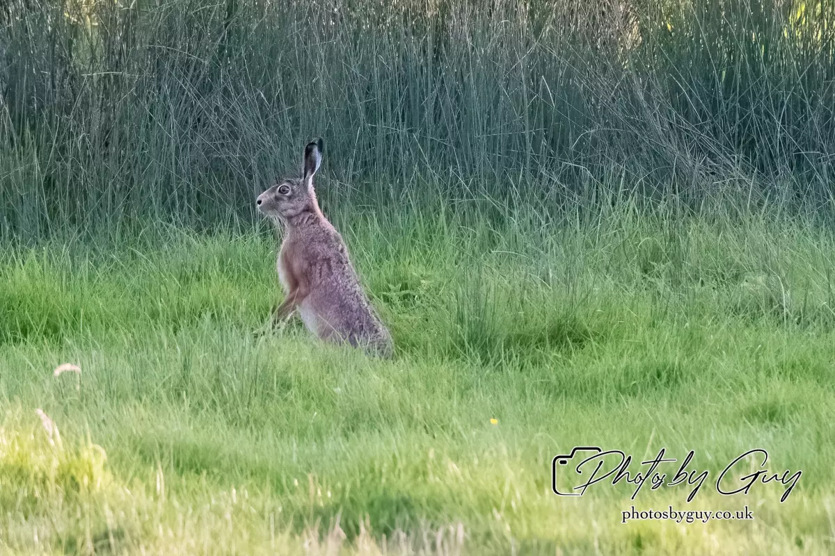 4 September 2024 : Hare West Cumbria