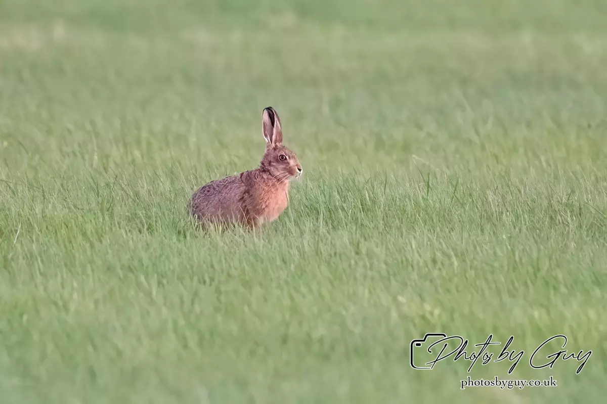12 Sept 2024: West Cumbria, Leveret Hare 