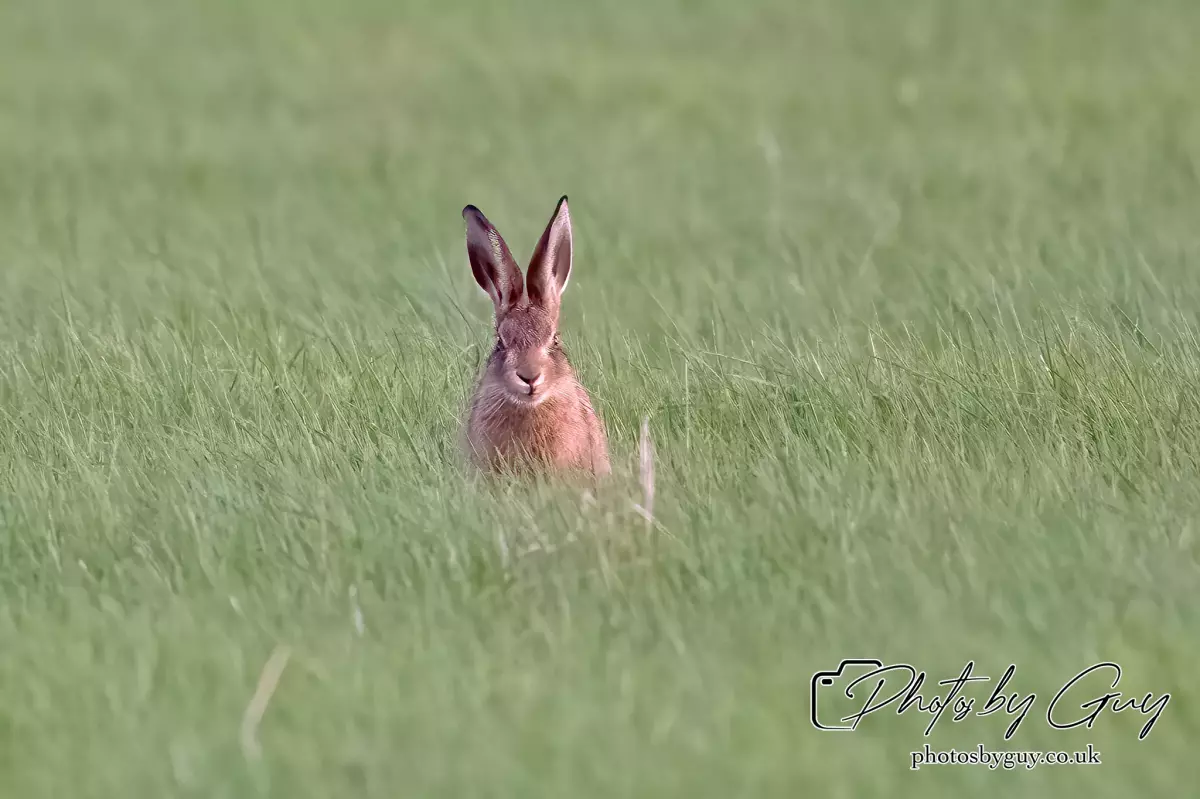12 Sept 2024: West Cumbria, Leveret Hare 
