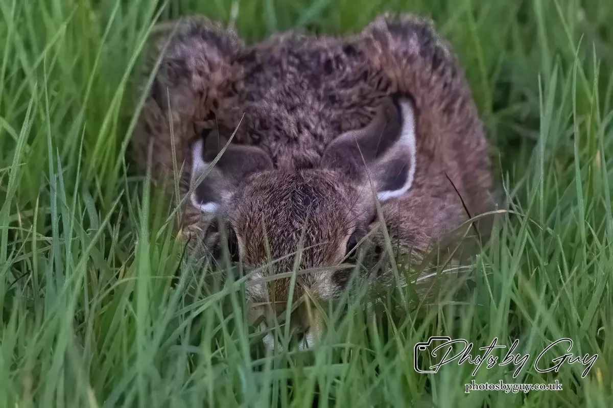 12 Sept 2024: West Cumbria, Leveret Hare 
